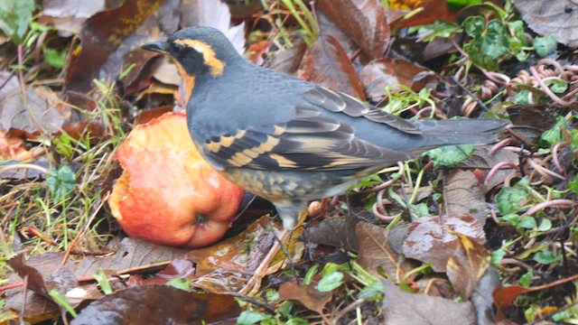 Varied Thrush - ML611876756