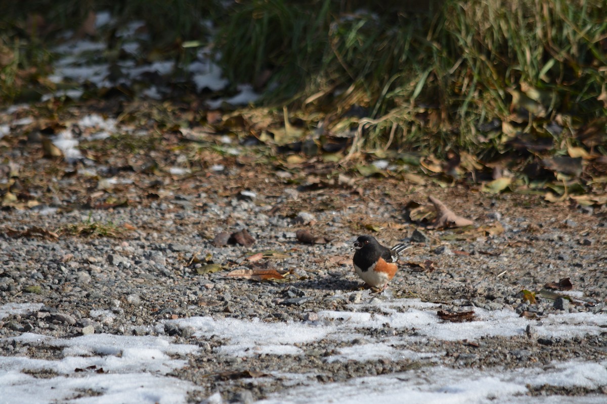 Eastern Towhee - ML611876775