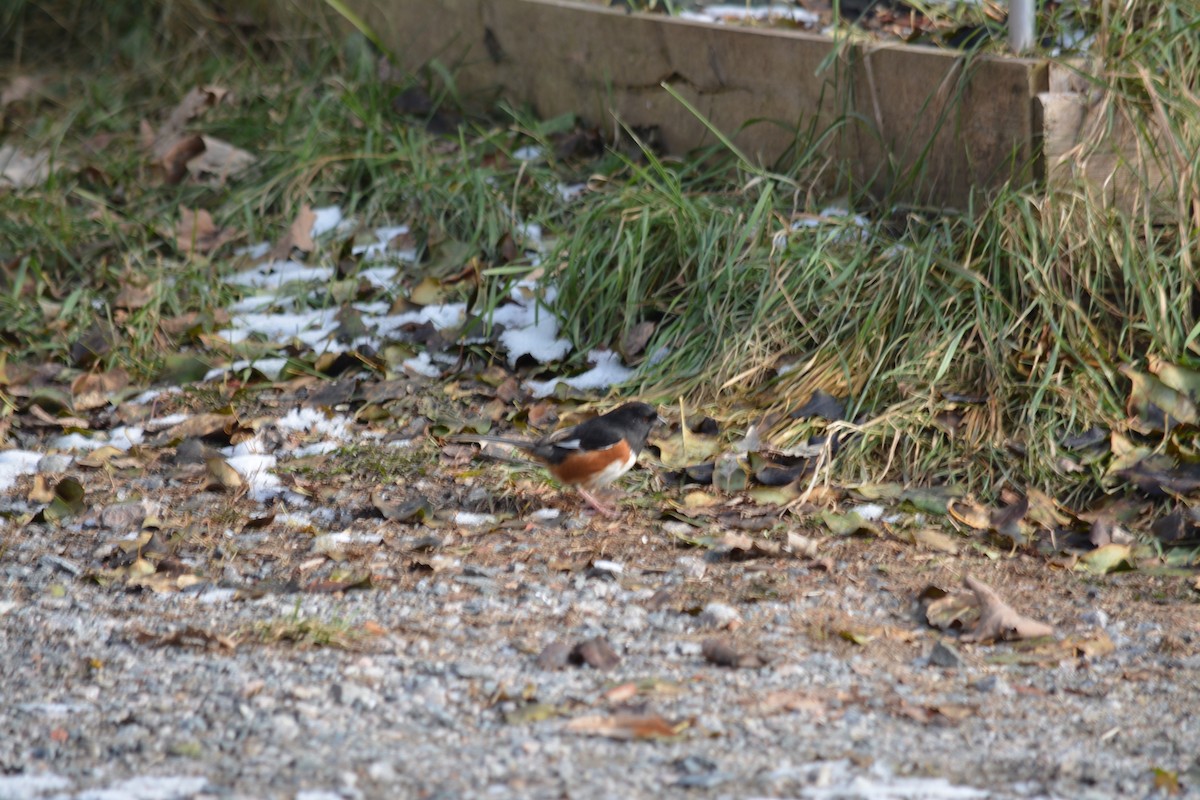 Eastern Towhee - ML611876776