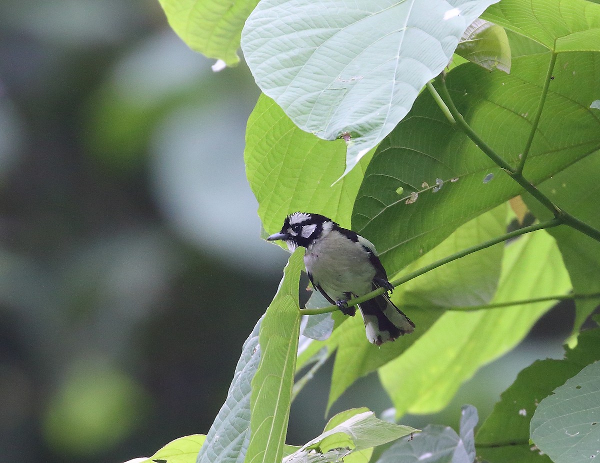 White-naped Monarch - ML611876783