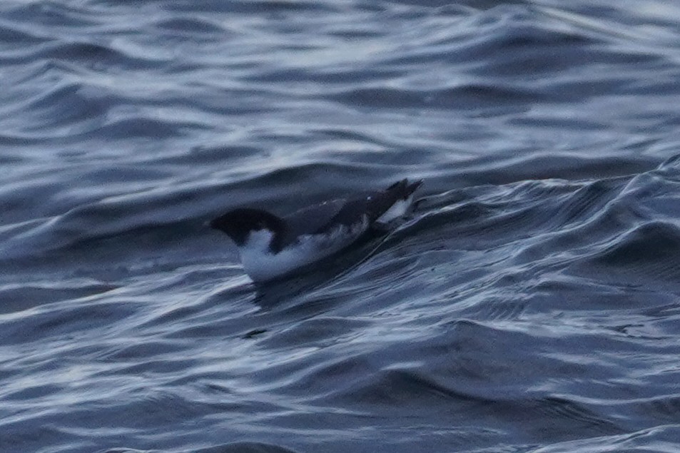 Guillemot à cou blanc - ML611876813