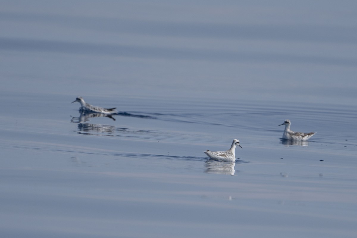 Red-necked Phalarope - Jafet Potenzo Lopes