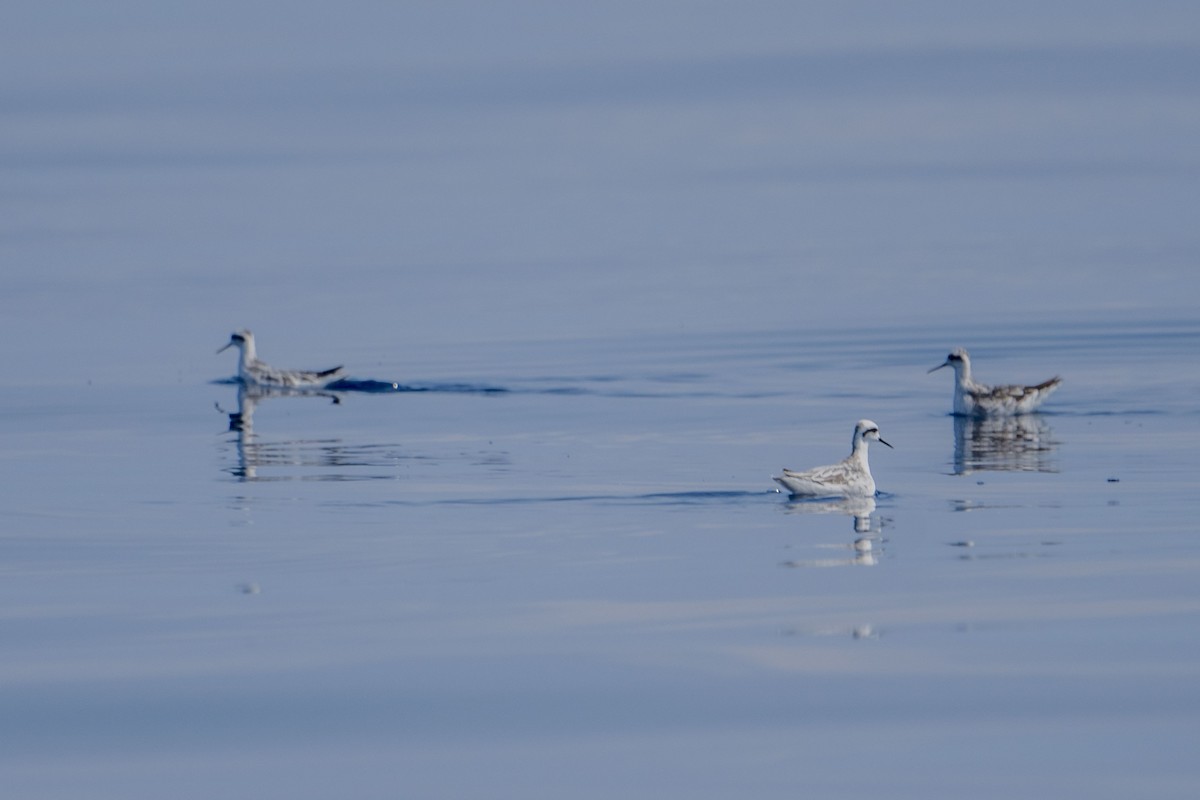 Red-necked Phalarope - Jafet Potenzo Lopes