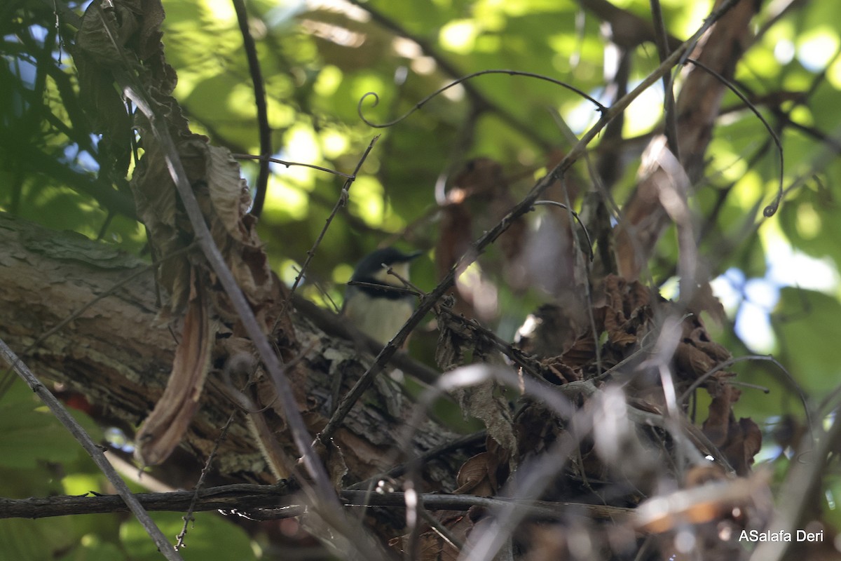 Black-collared Apalis - ML611877037