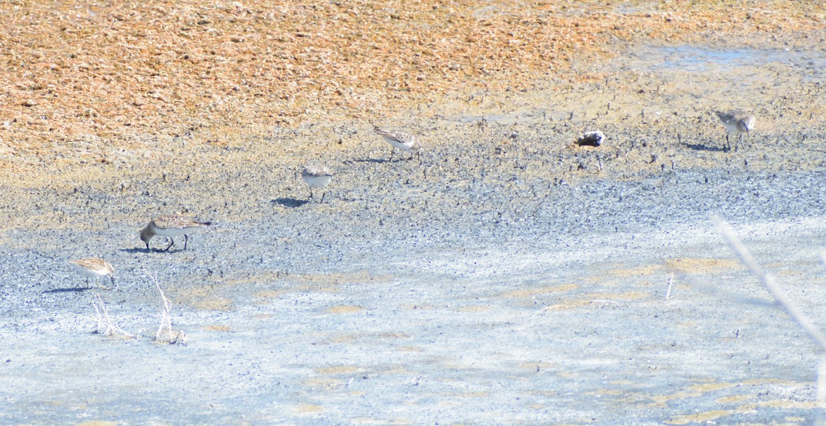 Baird's Sandpiper - ML611877138