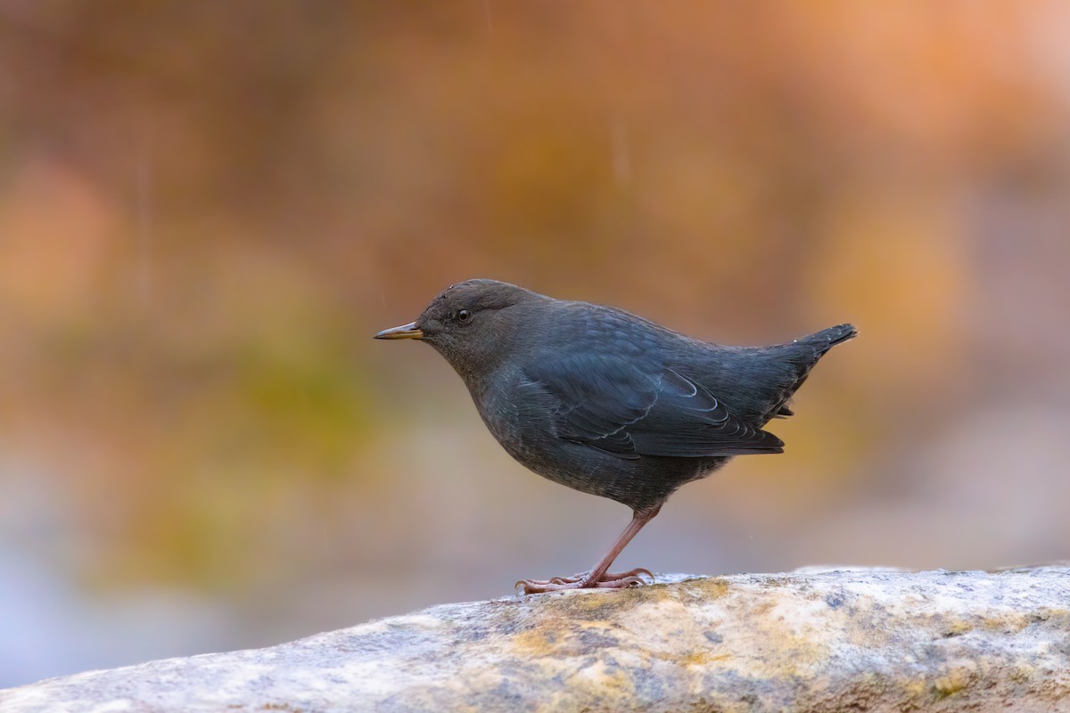 American Dipper - Quinn Diaz