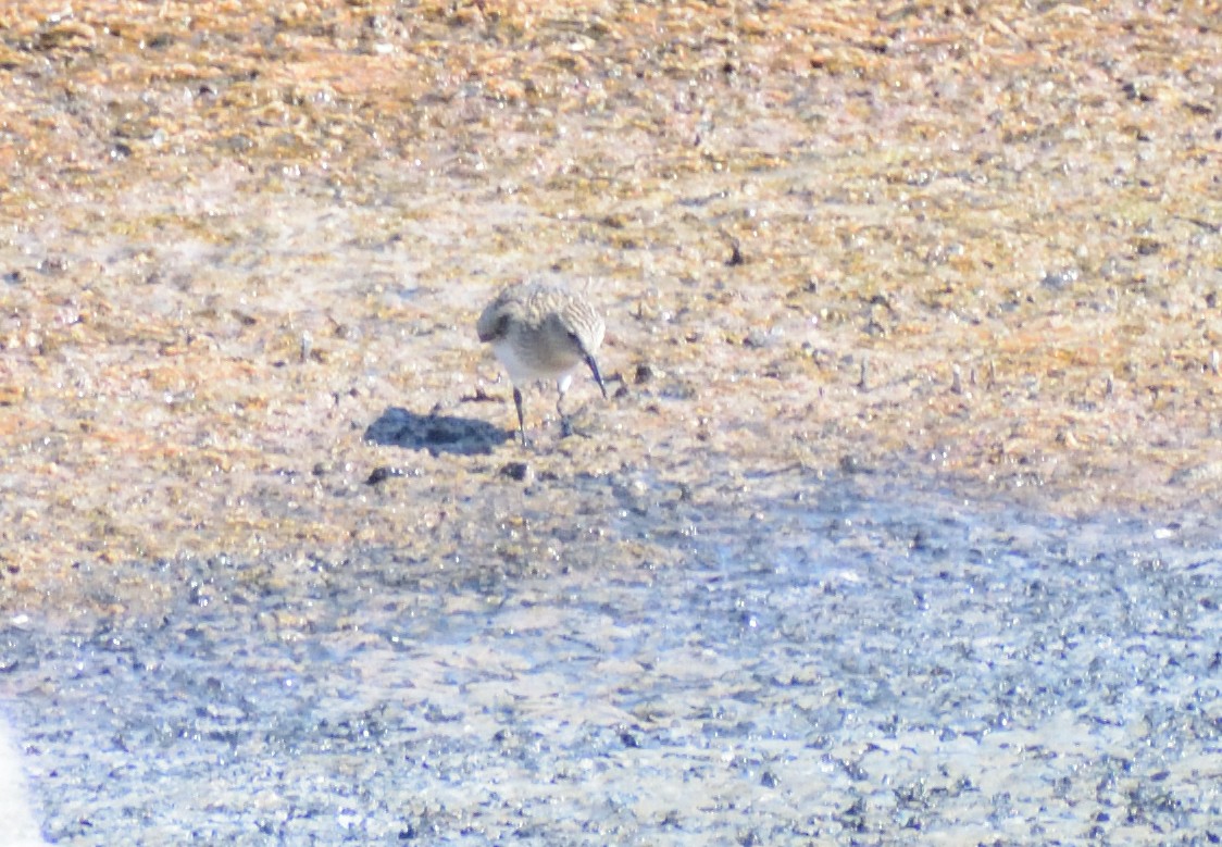 Baird's Sandpiper - ML611877162