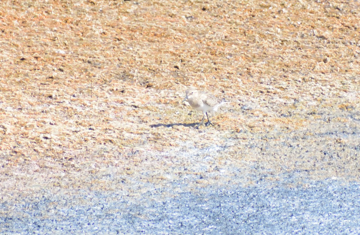 Baird's Sandpiper - ML611877163