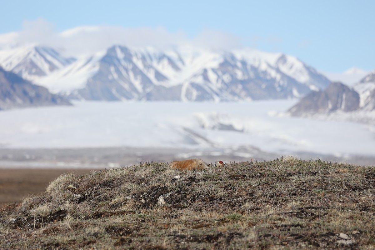 Sandhill Crane - ML611877166