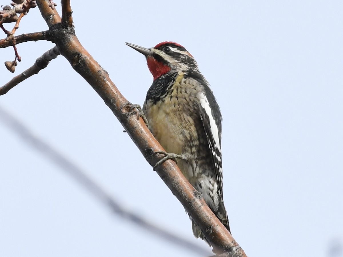 Red-naped Sapsucker - ML611877174