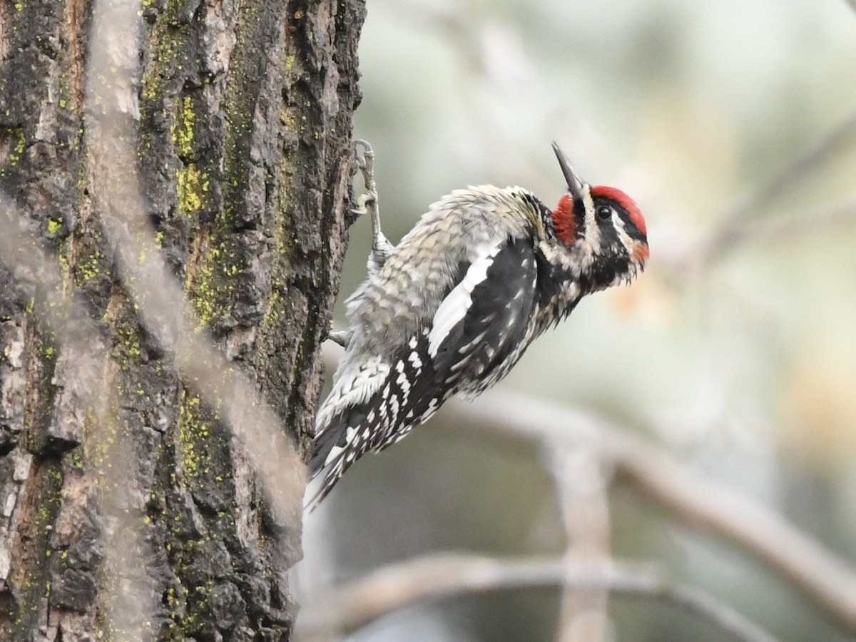 Red-naped Sapsucker - ML611877175