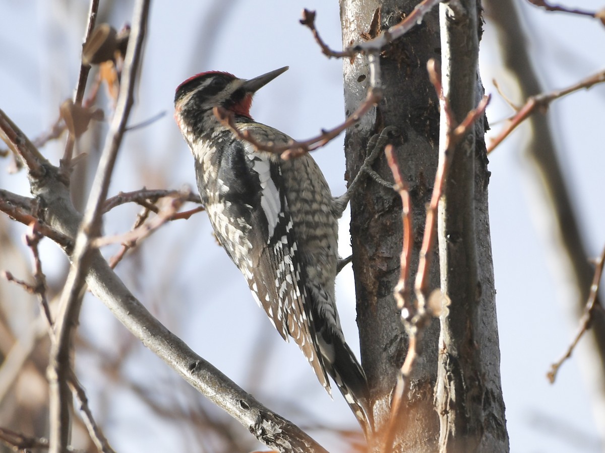 Red-naped Sapsucker - ML611877194