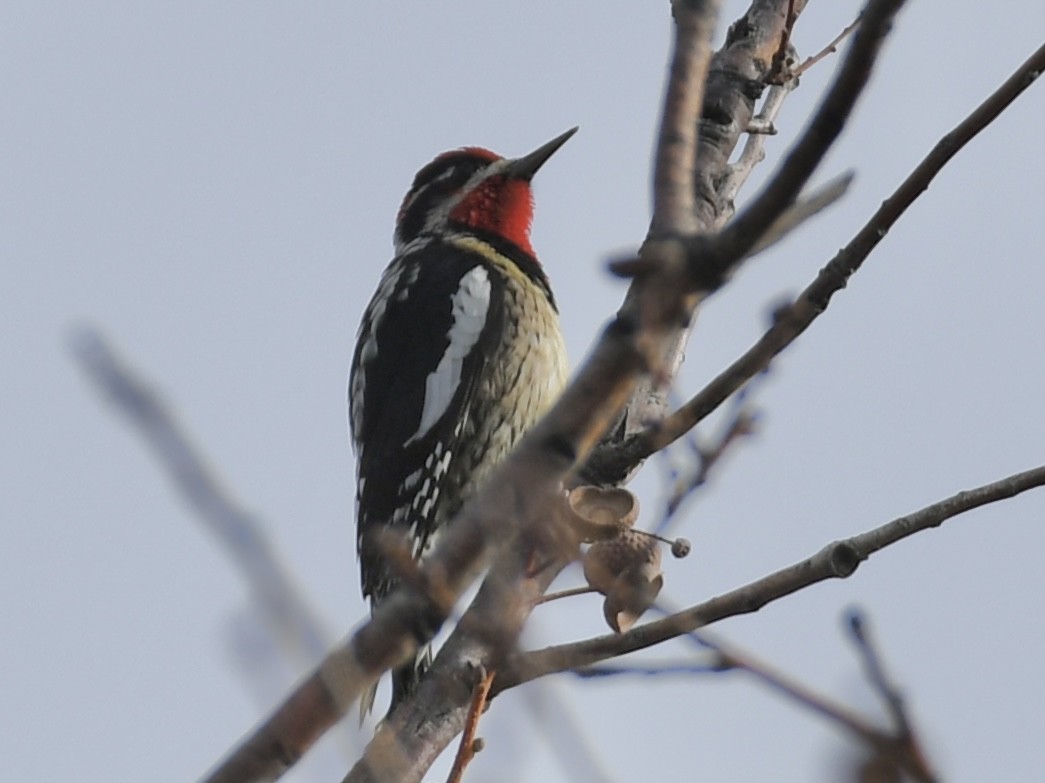 Red-naped Sapsucker - ML611877207