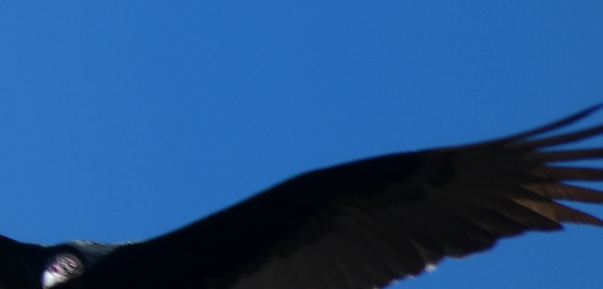 Turkey Vulture - ML611877217