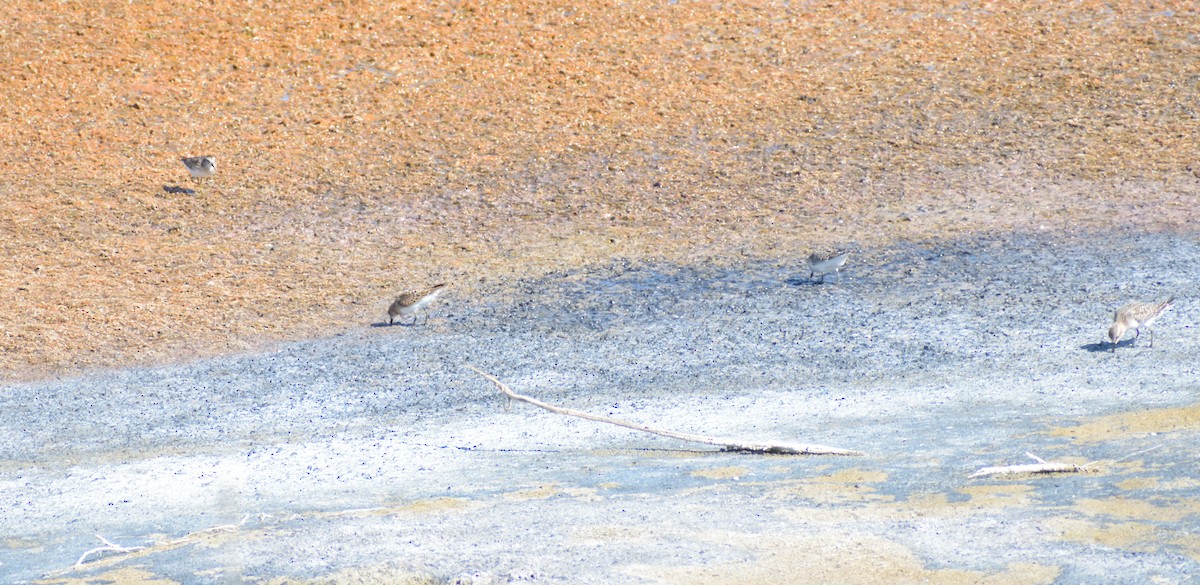 Baird's Sandpiper - ML611877232