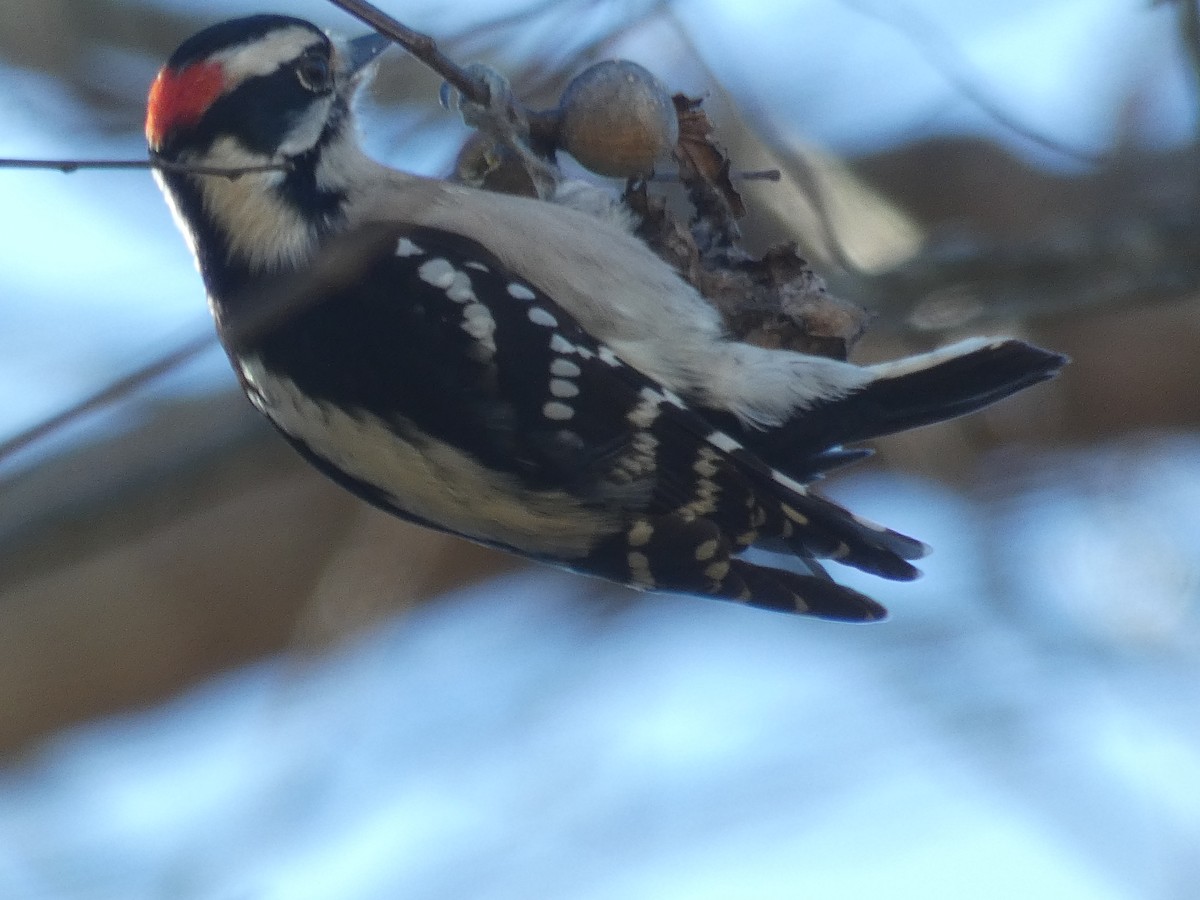 Downy Woodpecker - ML611877241