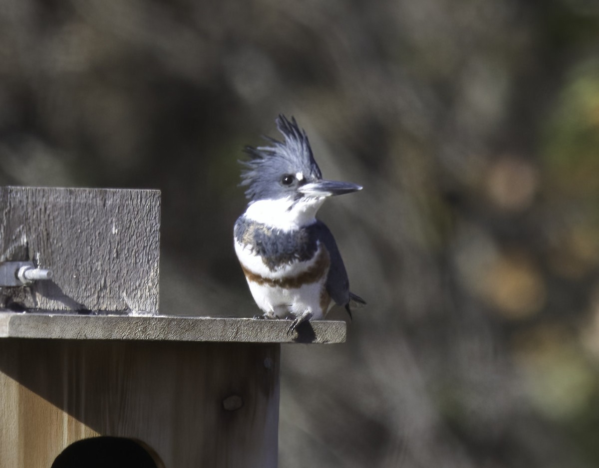 Belted Kingfisher - ML611877250