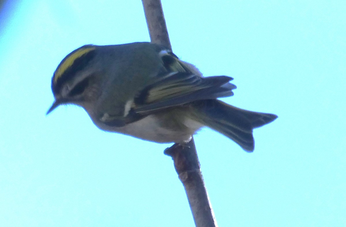 Golden-crowned Kinglet - Patrick Baines