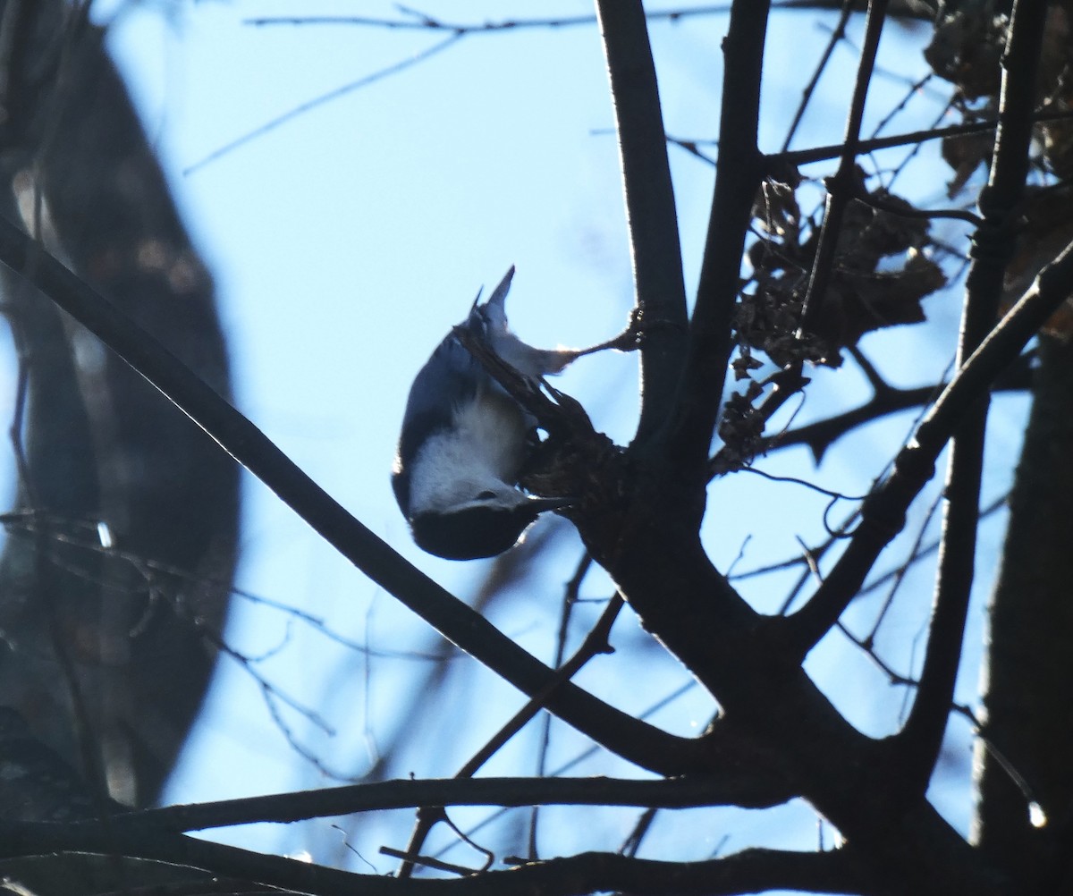 White-breasted Nuthatch - ML611877263