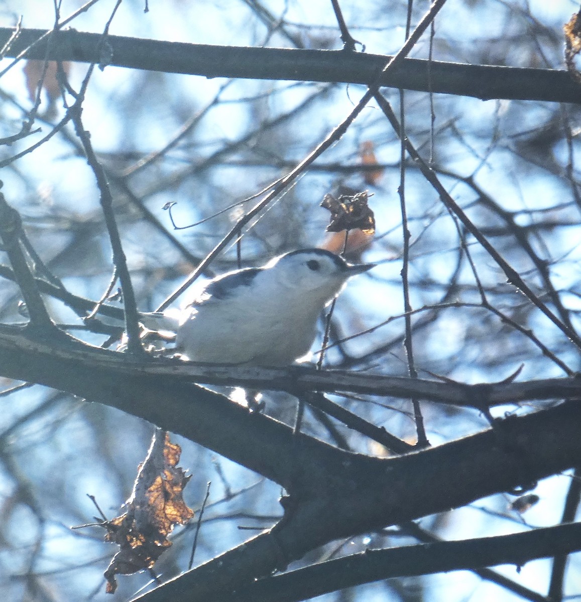 White-breasted Nuthatch - ML611877265