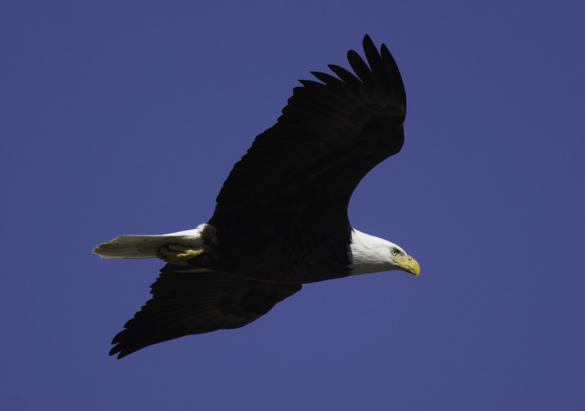 Bald Eagle - ML611877284