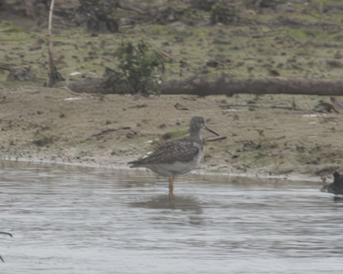 Greater Yellowlegs - ML611877362