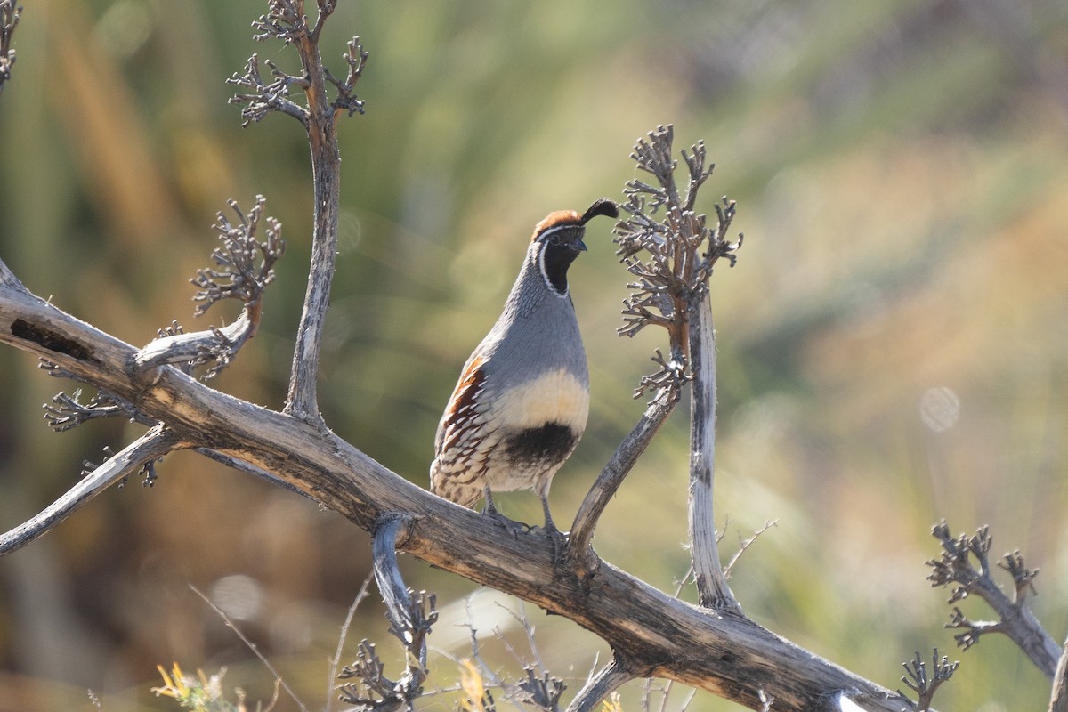 Gambel's Quail - ML611877367