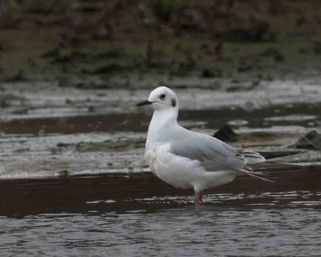Bonaparte's Gull - ML611877376