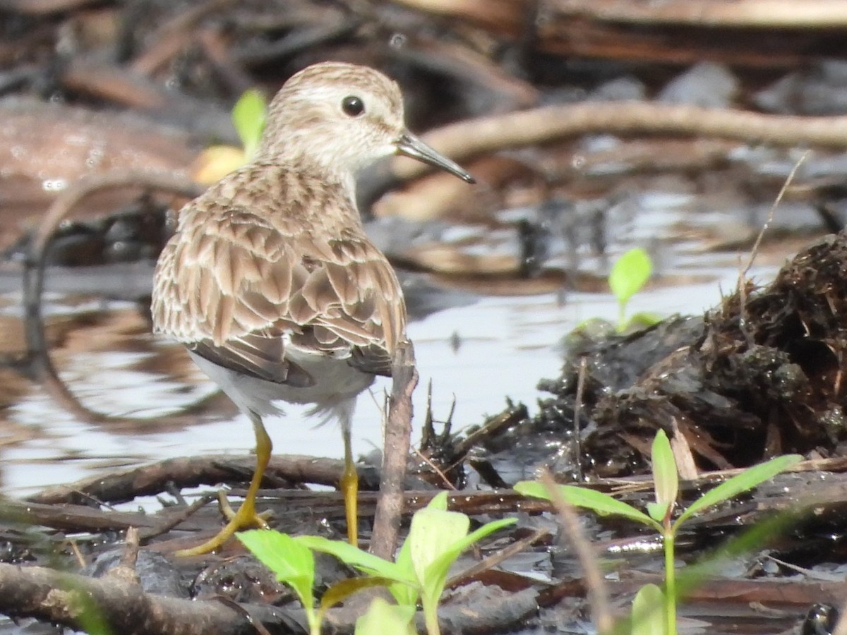 Least Sandpiper - ML611877383