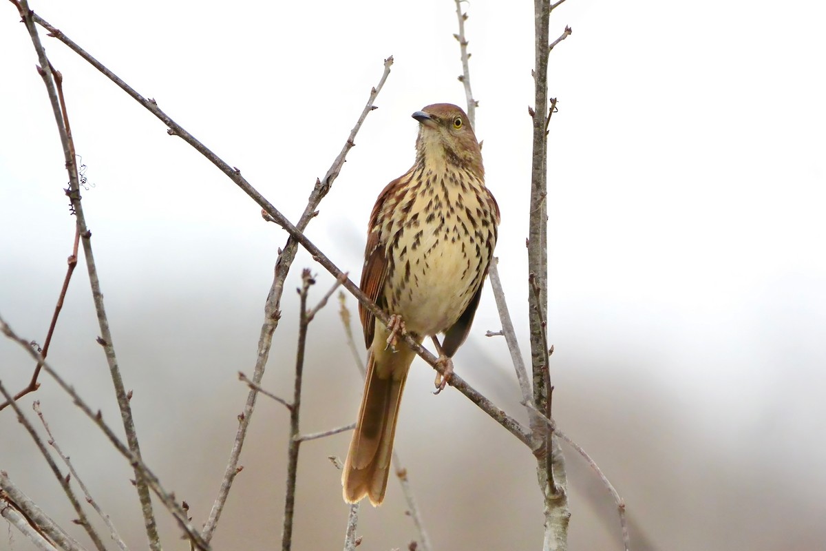 Brown Thrasher - ML611877402