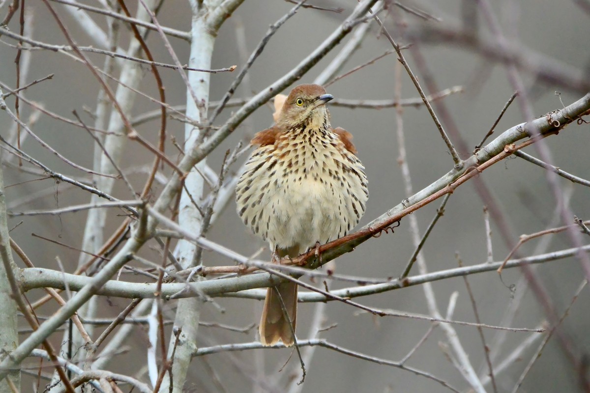 Brown Thrasher - ML611877403