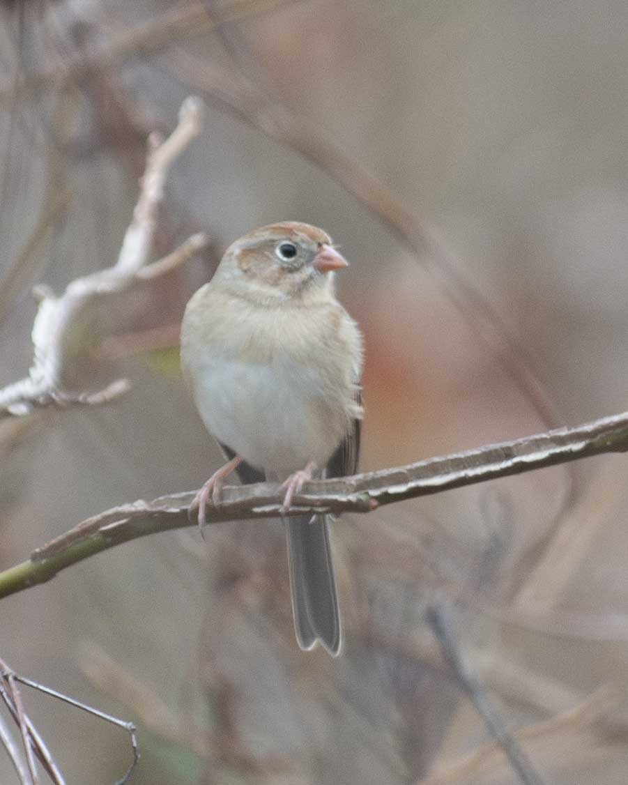 Field Sparrow - ML611877407