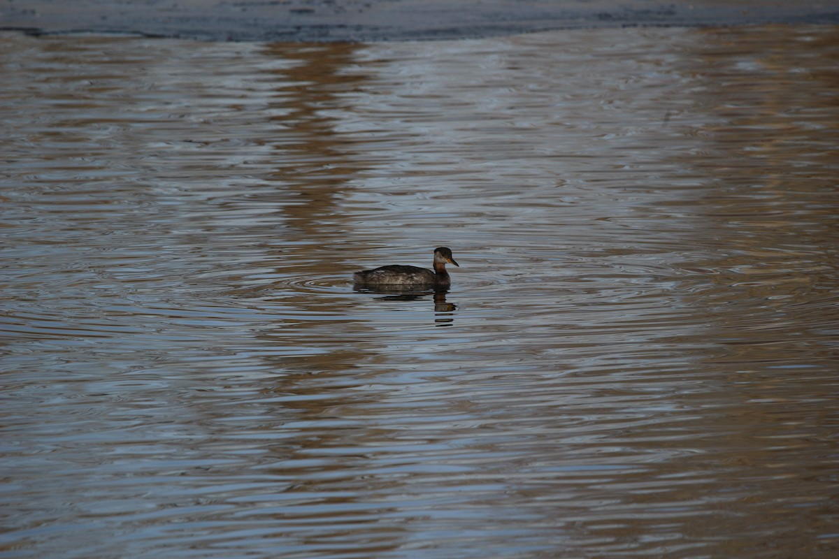 Red-necked Grebe - Don Cassidy