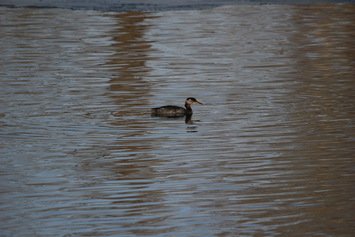 Red-necked Grebe - Don Cassidy