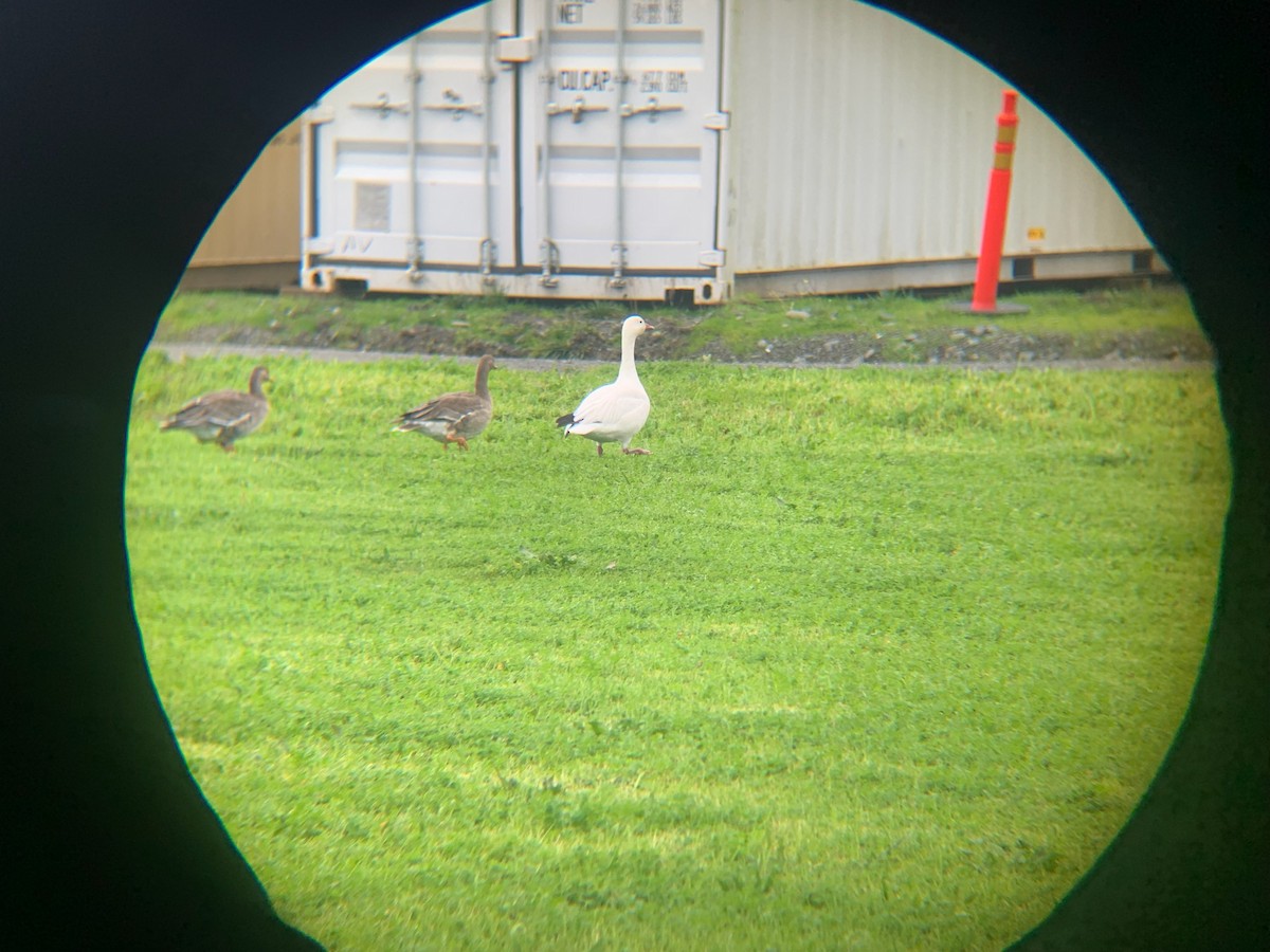 Greater White-fronted Goose - ML611877476
