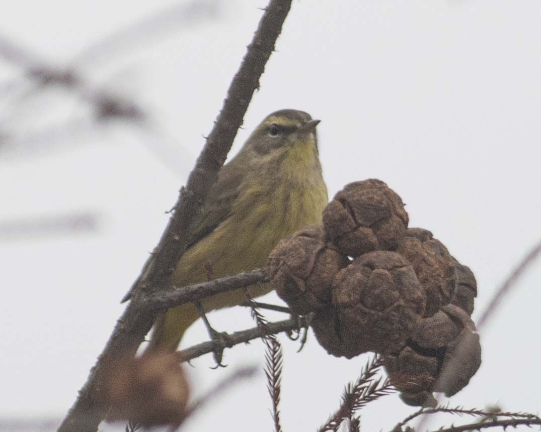 Palm Warbler - ML611877481