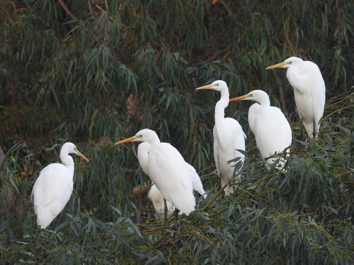 Great Egret - ML611877534