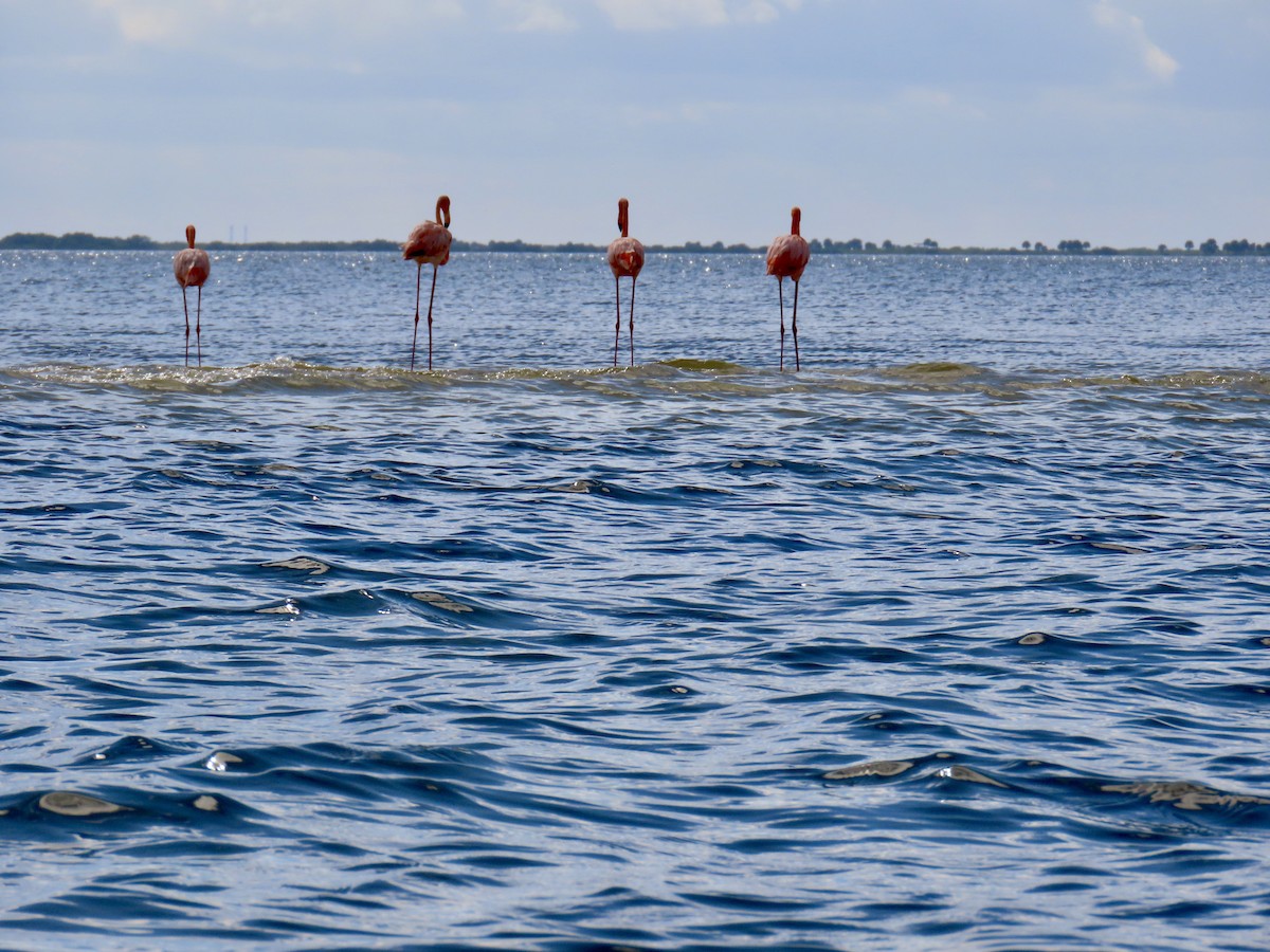 American Flamingo - ML611877565