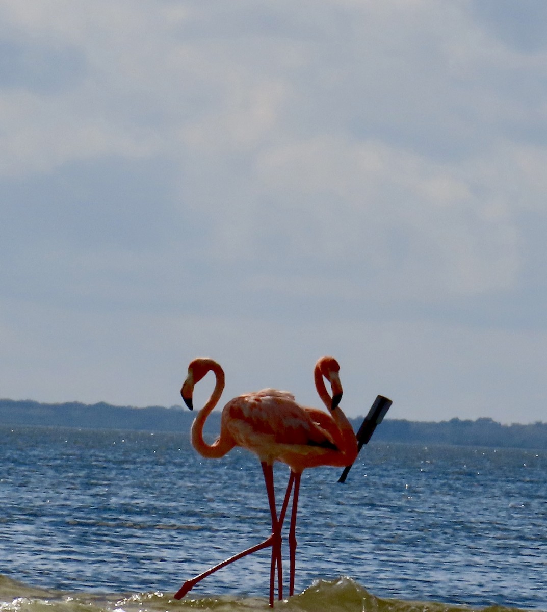 American Flamingo - ML611877566