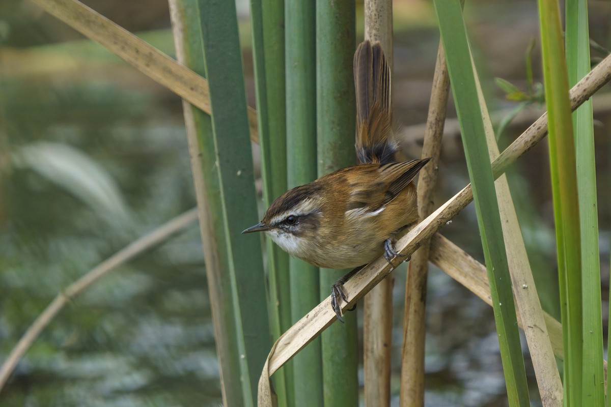 Moustached Warbler - Ali COBANOGLU