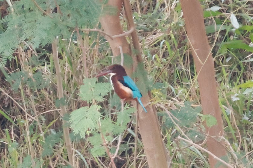 White-throated Kingfisher - ML611877662