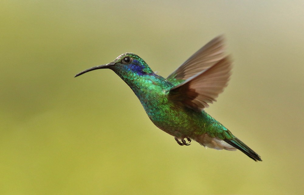 Colibrí Oreja Violeta Menor (de Costa Rica) - ML611877727