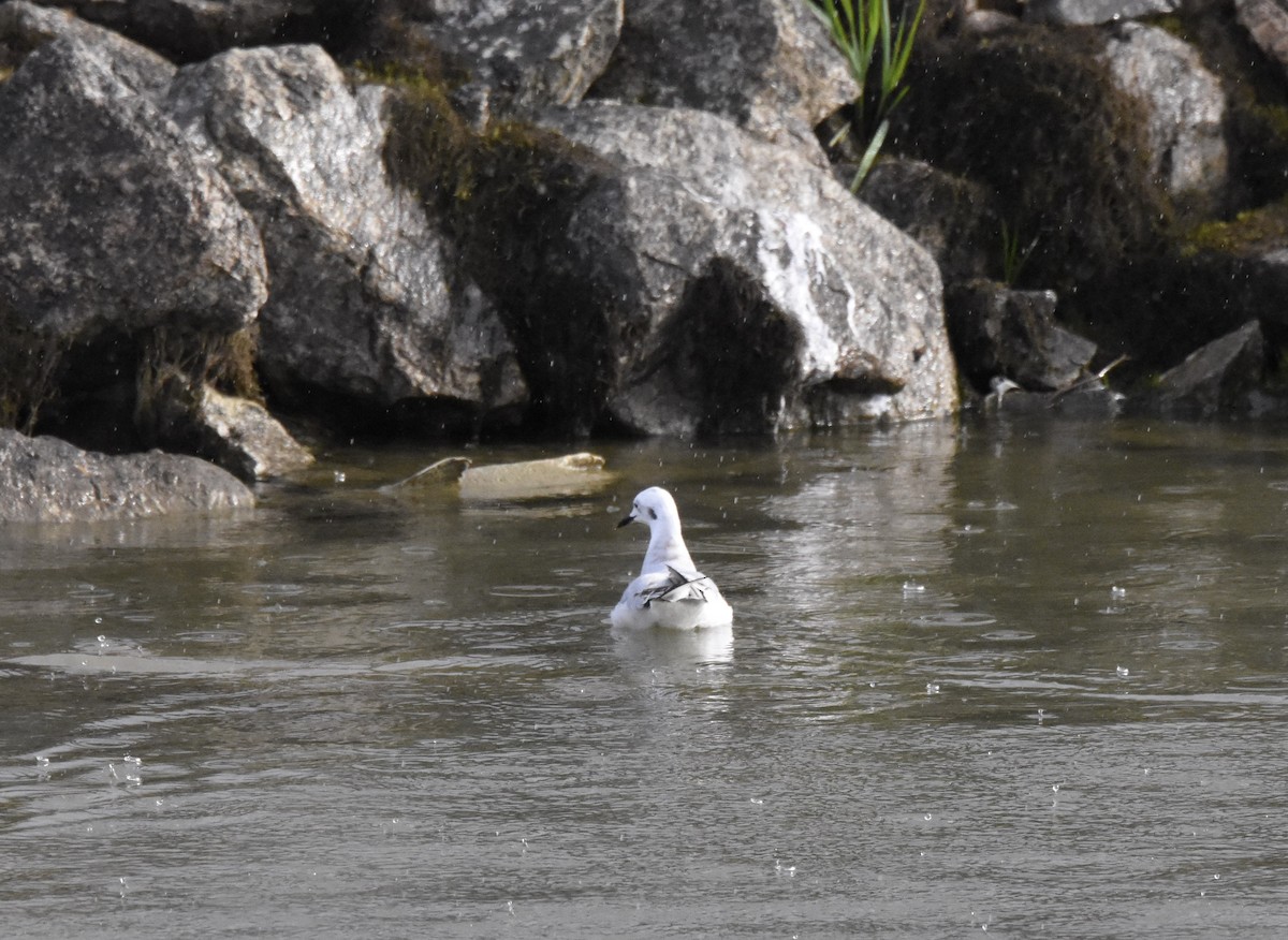 Mouette de Bonaparte - ML611877743