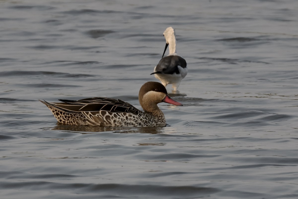 Red-billed Duck - Miquel Àngel Garcia Reàdigos