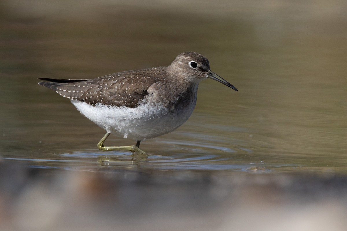 Solitary Sandpiper - Cesar Ponce