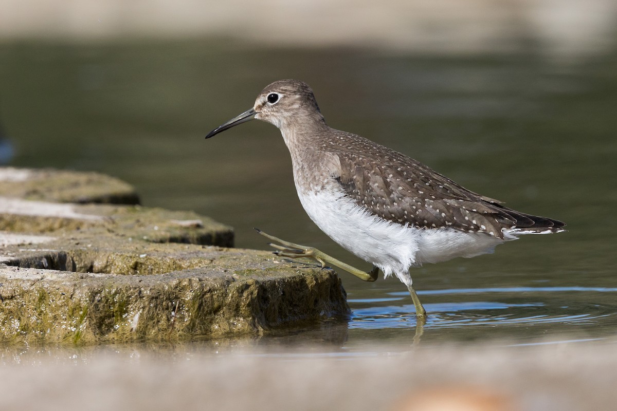 Solitary Sandpiper - Cesar Ponce