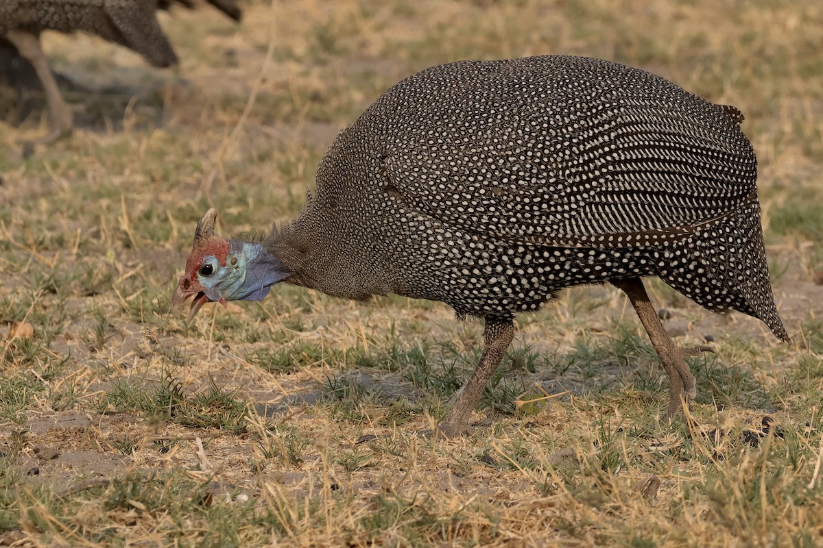 Helmeted Guineafowl - Miquel Àngel Garcia Reàdigos