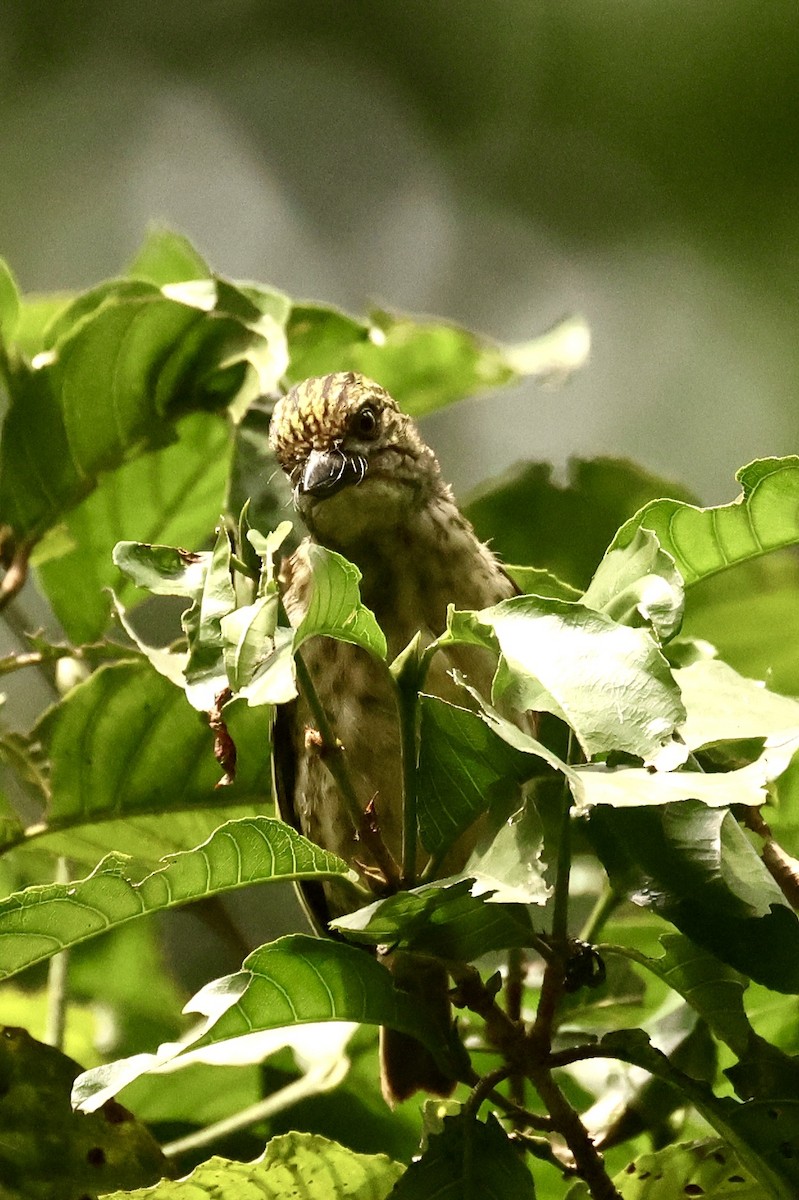 Schuppenbartvogel - ML611877787