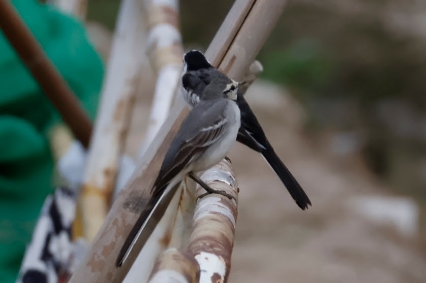 White Wagtail (ocularis) - Mathieu Soetens