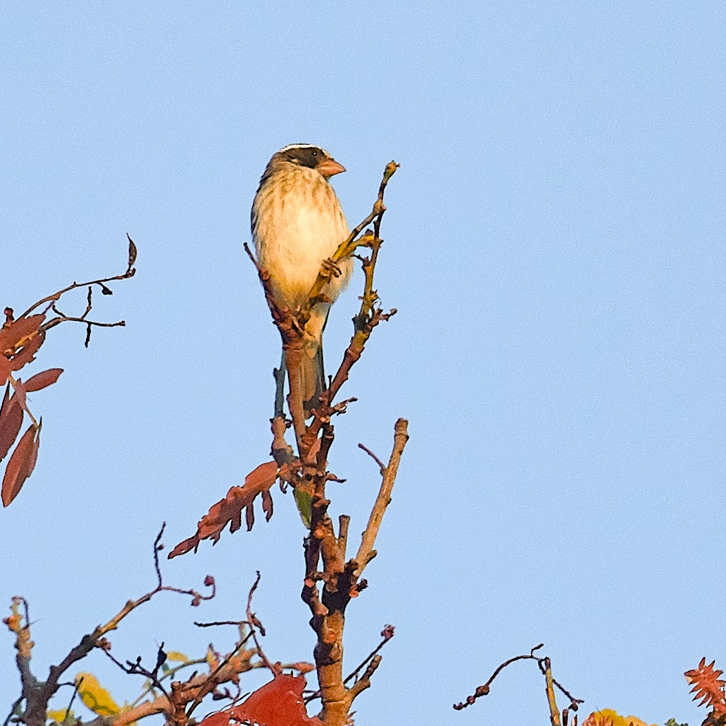 Black-eared Seedeater - Werner Suter